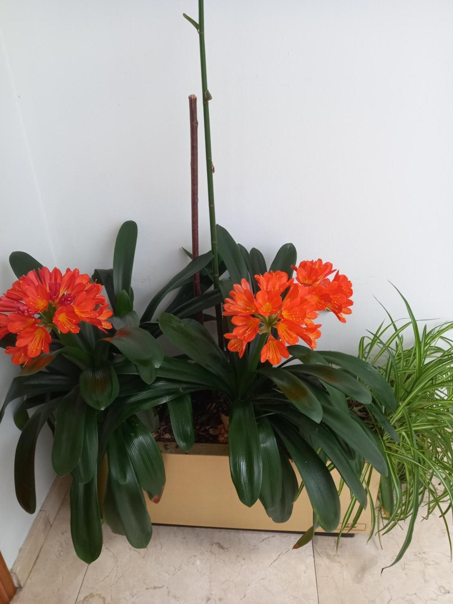 Apartamentos Rurales Llagumelon Villahormes Kamer foto